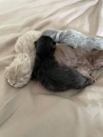 Image de la portée de chaton de l'élévage CHATTERIE DES PRAIRIES MORERIIS