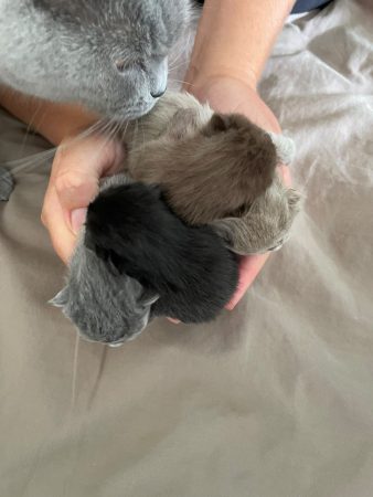 Image de la portée de chaton de l'élévage CHATTERIE DES PRAIRIES MORERIIS