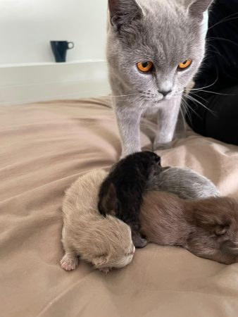 Image de la portée de chaton de l'élévage CHATTERIE DES PRAIRIES MORERIIS