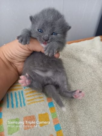 Image de la portée de chaton de l'élévage Chatterie d&rsquo;Ysorian