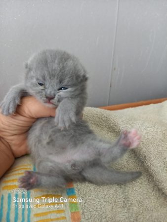 Image de la portée de chaton de l'élévage Chatterie d&rsquo;Ysorian
