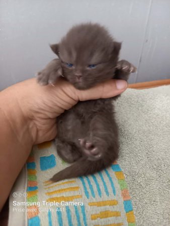 Image de la portée de chaton de l'élévage Chatterie d&rsquo;Ysorian