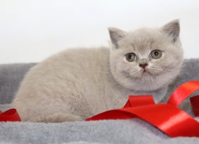 Chatons de race British shorthair à vendre chez l'éleveur TARRINHA LYDIE ET SERGE
