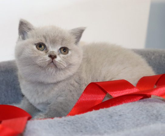 Image de la portée de chaton de l'élévage TARRINHA LYDIE ET SERGE