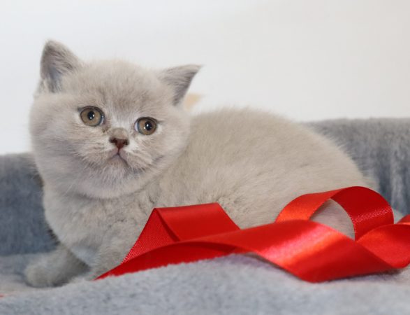 Image de la portée de chaton de l'élévage TARRINHA LYDIE ET SERGE