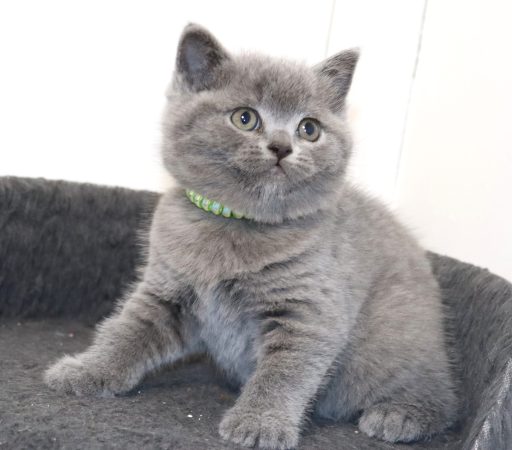 Image de la portée de chaton de l'élévage TARRINHA LYDIE ET SERGE