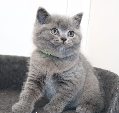 Image de la portée de chaton de l'élévage TARRINHA LYDIE ET SERGE