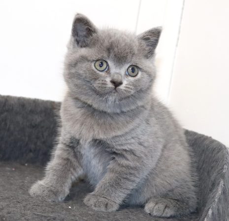 Image de la portée de chaton de l'élévage TARRINHA LYDIE ET SERGE