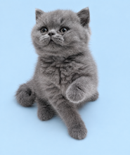 Chatons de race British shorthair à vendre chez l'éleveur SWEET PELUCHE