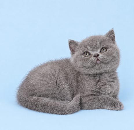 Image de la portée de chaton de l'élévage SWEET PELUCHE