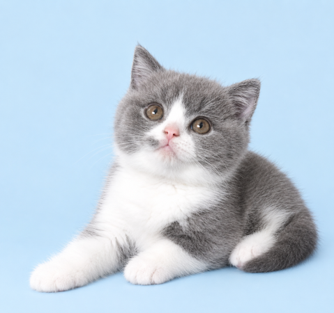 Image de la portée de chaton de l'élévage SWEET PELUCHE