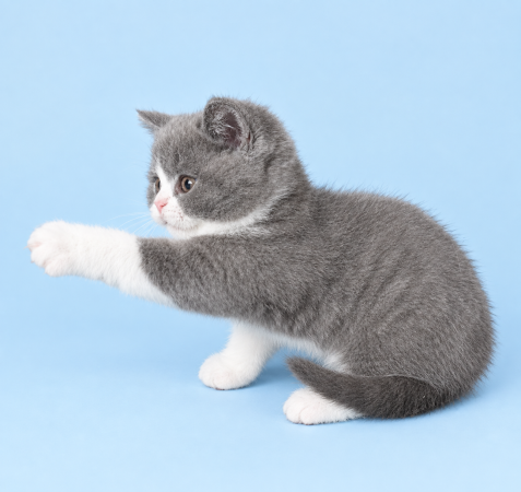 Image de la portée de chaton de l'élévage SWEET PELUCHE