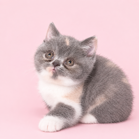 Image de la portée de chaton de l'élévage SWEET PELUCHE