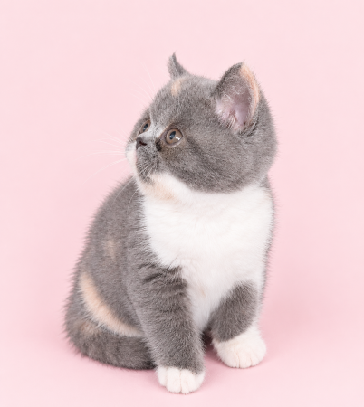 Image de la portée de chaton de l'élévage SWEET PELUCHE