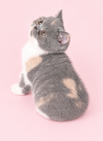Image de la portée de chaton de l'élévage SWEET PELUCHE