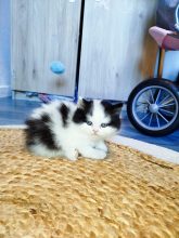 Chatons de race British shorthair à vendre chez l'éleveur DONZE SANDY