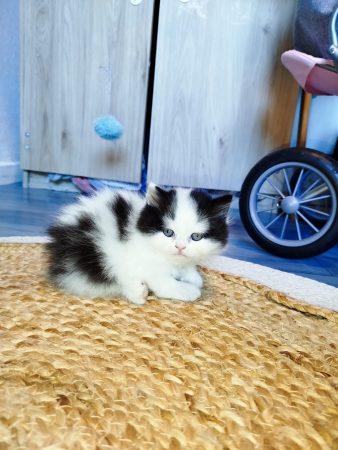 Image de la portée de chaton de l'élévage DONZE SANDY