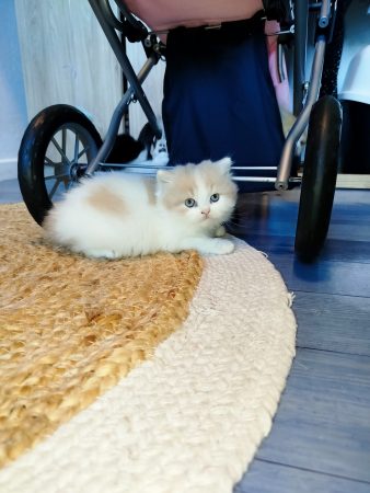 Image de la portée de chaton de l'élévage DONZE SANDY