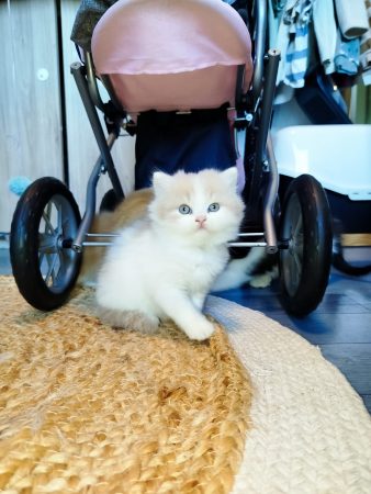 Image de la portée de chaton de l'élévage DONZE SANDY