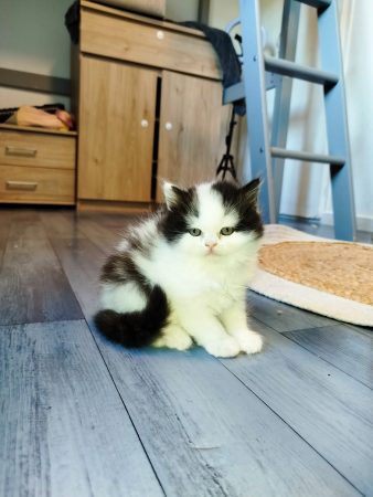 Image de la portée de chaton de l'élévage DONZE SANDY