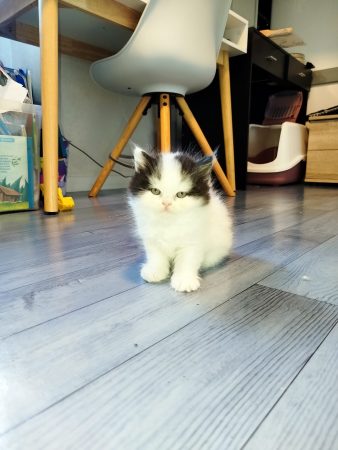 Image de la portée de chaton de l'élévage DONZE SANDY
