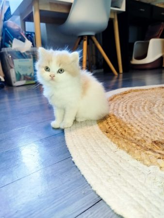 Image de la portée de chaton de l'élévage DONZE SANDY