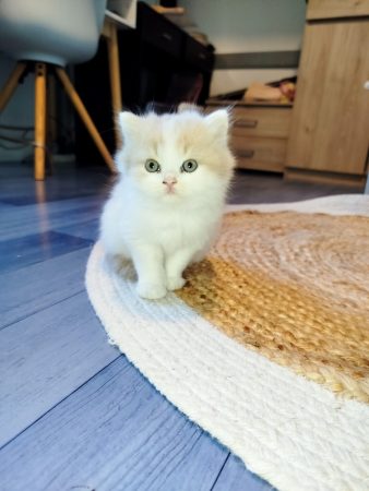 Image de la portée de chaton de l'élévage DONZE SANDY