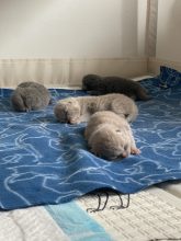 Chatons de race British shorthair à vendre chez l'éleveur DES BRITISH ROYAUX