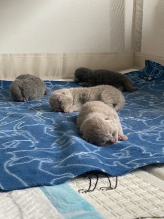 Image de la portée de chaton de l'élévage DES BRITISH ROYAUX