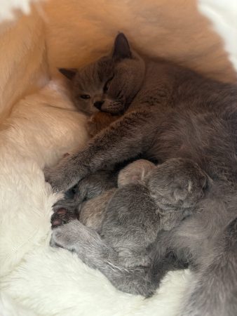 Image de la portée de chaton de l'élévage DES BRITISH ROYAUX