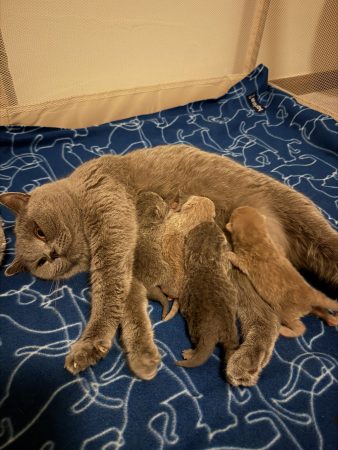 Image de la portée de chaton de l'élévage DES BRITISH ROYAUX