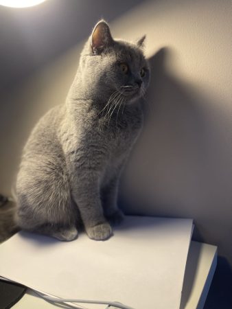 Image de la portée de chaton de l'élévage DES BRITISH ROYAUX