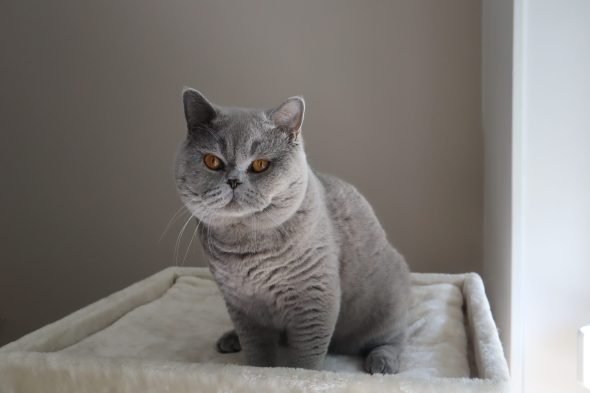 Image de la portée de chaton de l'élévage DES BRITISH ROYAUX