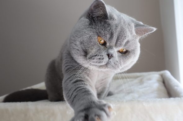 Image de la portée de chaton de l'élévage DES BRITISH ROYAUX