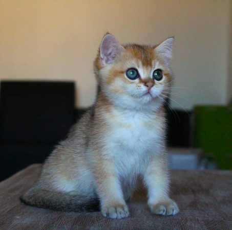 Image de la portée de chaton de l'élévage CHATTERIE DU CREPUSCULE