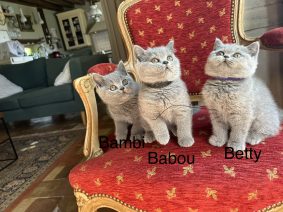 Chatons de race British shorthair à vendre chez l'éleveur LAEMLIN THIERRY