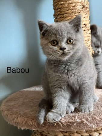 Image de la portée de chaton de l'élévage LAEMLIN THIERRY