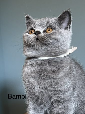 Image de la portée de chaton de l'élévage LAEMLIN THIERRY