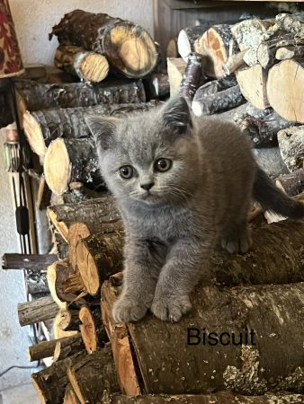 Image de la portée de chaton de l'élévage LAEMLIN THIERRY