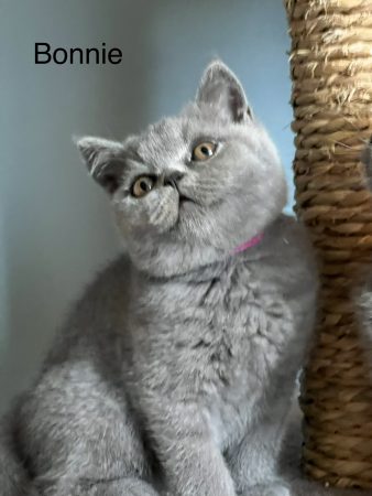 Image de la portée de chaton de l'élévage LAEMLIN THIERRY