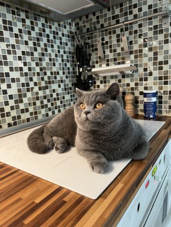 Image de la portée de chaton de l'élévage LAEMLIN THIERRY