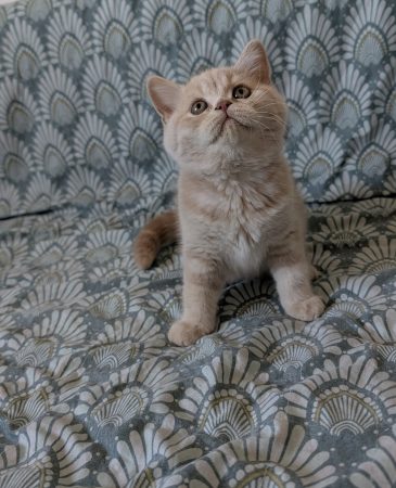Image de la portée de chaton de l'élévage Apple face