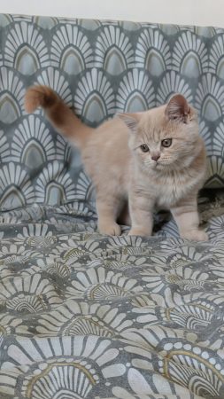 Image de la portée de chaton de l'élévage Apple face