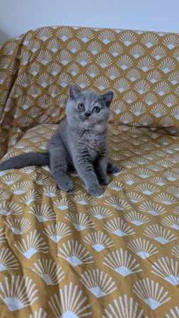 Image de la portée de chaton de l'élévage Apple face