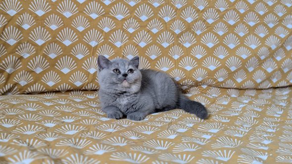 Image de la portée de chaton de l'élévage Apple face