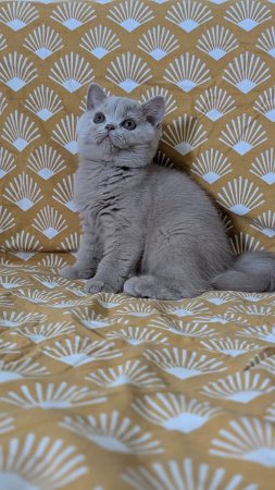 Image de la portée de chaton de l'élévage Apple face