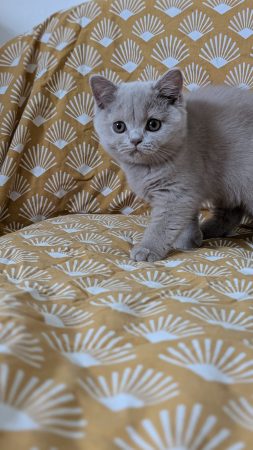 Image de la portée de chaton de l'élévage Apple face