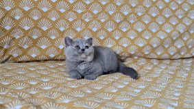 Chatons de race British shorthair à vendre chez l'éleveur Apple face