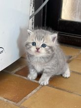Chatons de race British shorthair à vendre chez l'éleveur DAULON LUCIE