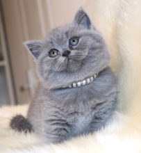 Chatons de race British shorthair à vendre chez l'éleveur TARRINHA LYDIE ET SERGE